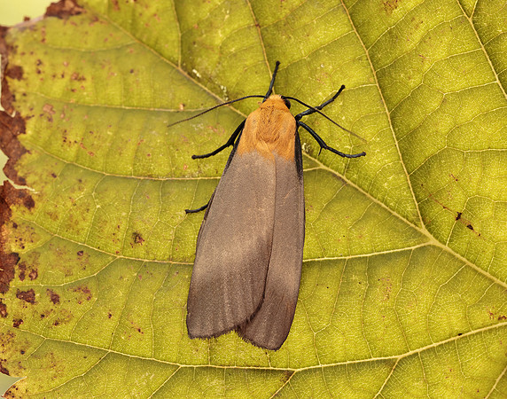 72.041 BF2051 Four-spotted Footman Lithosia quadra