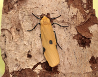 72.041 BF2051 Four-spotted Footman Lithosia quadra