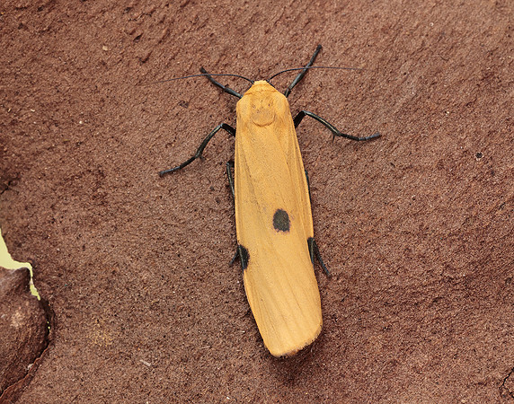 72.041 BF2051 Four-spotted Footman Lithosia quadra