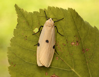 72.041 BF2051 Four-spotted Footman Lithosia quadra