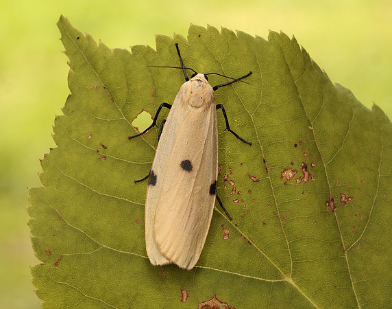72.041 BF2051 Four-spotted Footman Lithosia quadra