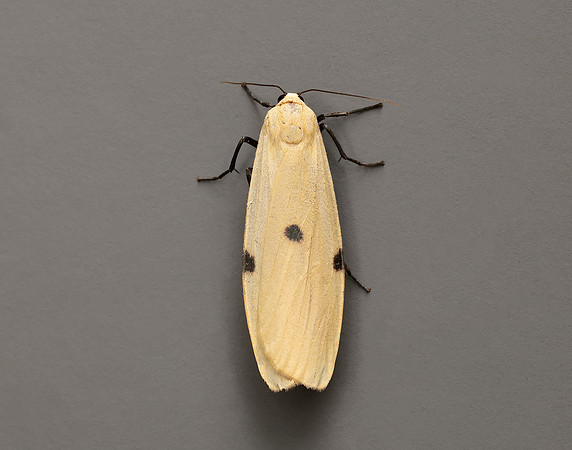 72.041 BF2051 Four-spotted Footman Lithosia quadra