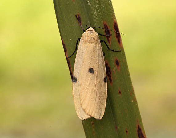 72.041 BF2051 Four-spotted Footman Lithosia quadra