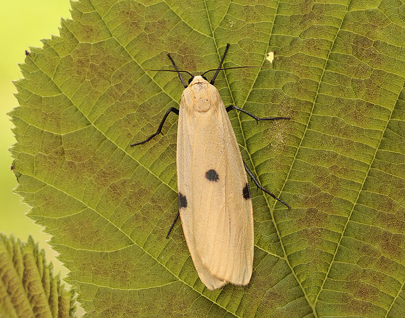 72.041 BF2051 Four-spotted Footman Lithosia quadra