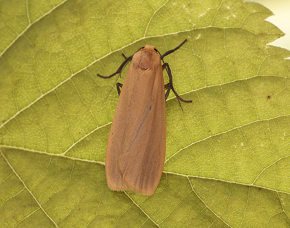 72.043 BF2049 Buff Footman Eilema depressa