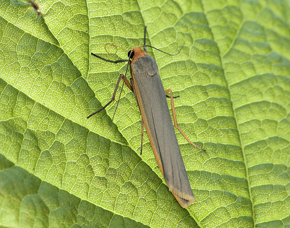 72.046 BF2047 Scarce Footman Eilema complana