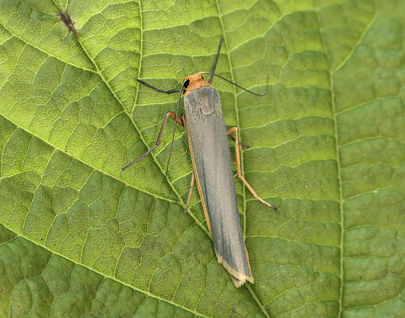 72.046 BF2047 Scarce Footman Eilema complana