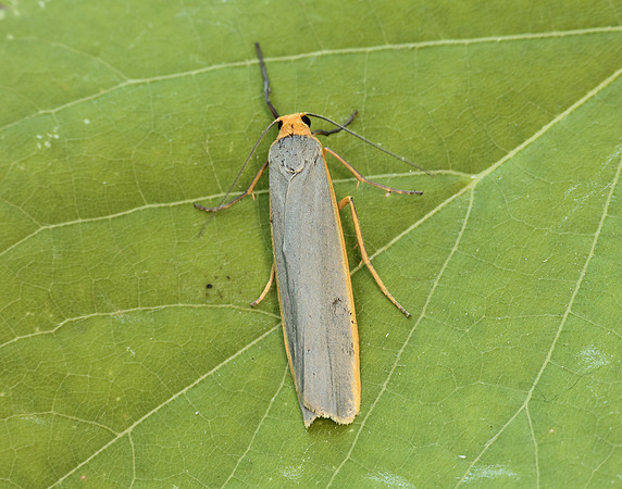 72.046 BF2047 Scarce Footman Eilema complana
