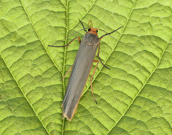 72.046 BF2047 Scarce Footman Eilema complana