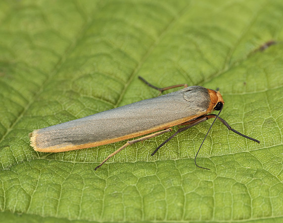 72.046 BF2047 Scarce Footman Eilema complana