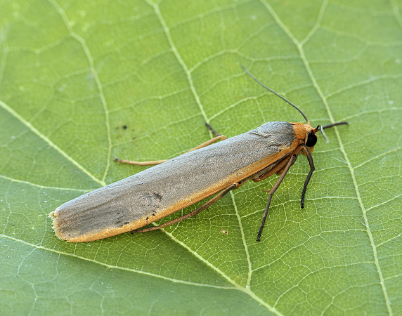 72.046 BF2047 Scarce Footman Eilema complana