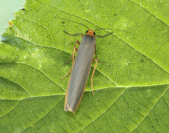 72.046 BF2047 Scarce Footman Eilema complana