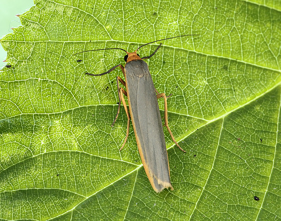 72.046 BF2047 Scarce Footman Eilema complana