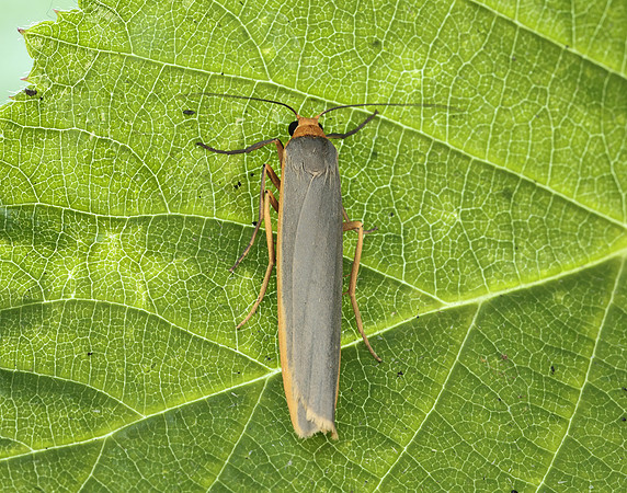 72.046 BF2047 Scarce Footman Eilema complana