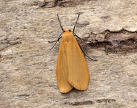 72.049 BF2043 Orange Footman Eilema sororcula