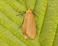 72.049 BF2043 Orange Footman Eilema sororcula