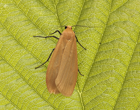 72.049 BF2043 Orange Footman Eilema sororcula