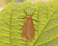 72.049 BF2043 Orange Footman Eilema sororcula