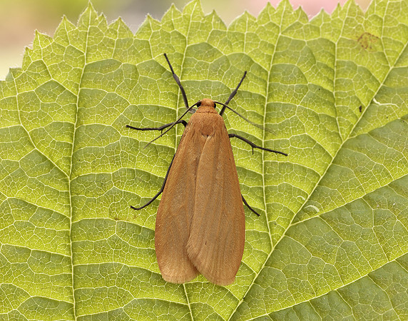 72.049 BF2043 Orange Footman Eilema sororcula