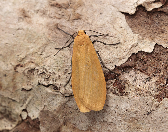 72.049 BF2043 Orange Footman Eilema sororcula