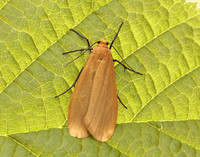 72.049 BF2043 Orange Footman Eilema sororcula