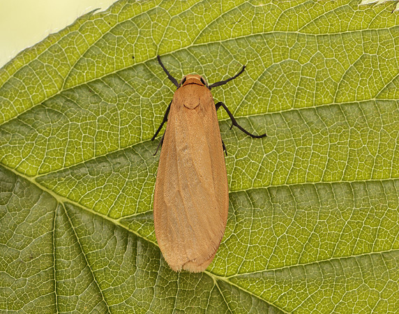 72.049 BF2043 Orange Footman Eilema sororcula