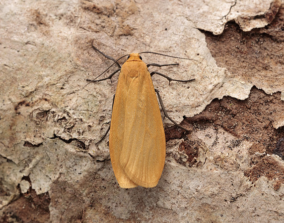72.049 BF2043 Orange Footman Eilema sororcula