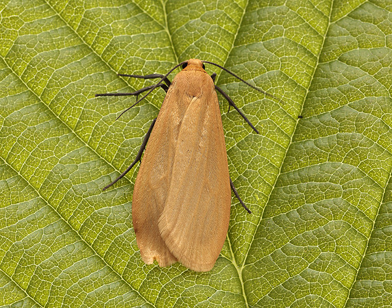 72.049 BF2043 Orange Footman Eilema sororcula