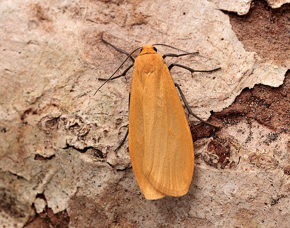 72.049 BF2043 Orange Footman Eilema sororcula