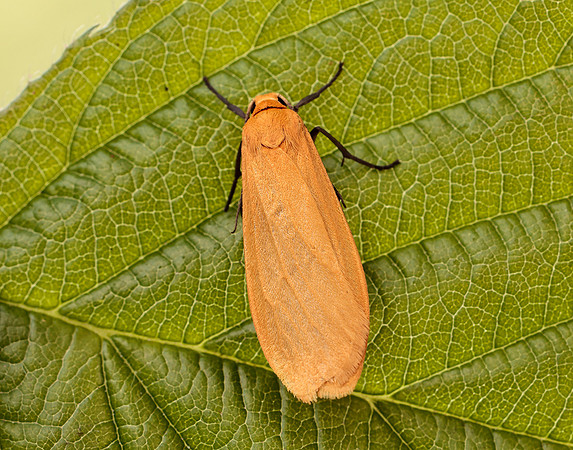 72.049 BF2043 Orange Footman Eilema sororcula