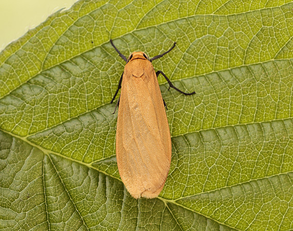 72.049 BF2043 Orange Footman Eilema sororcula