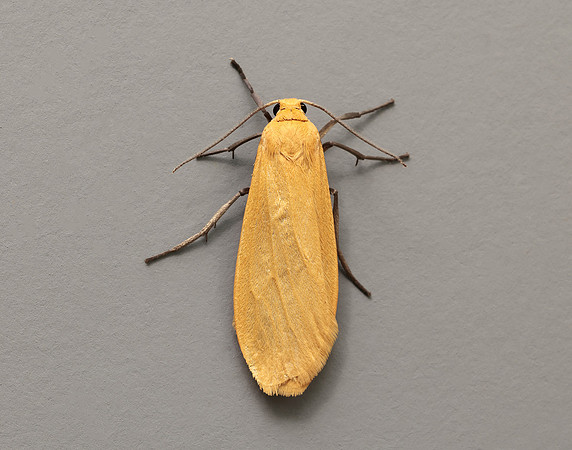 72.049 BF2043 Orange Footman Eilema sororcula