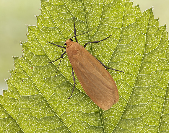 72.049 BF2043 Orange Footman Eilema sororcula