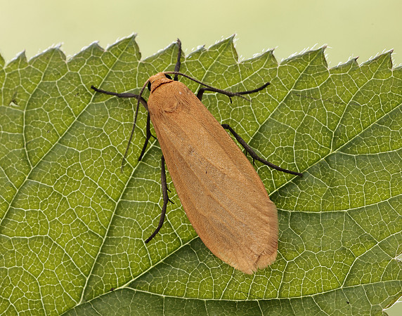 72.049 BF2043 Orange Footman Eilema sororcula