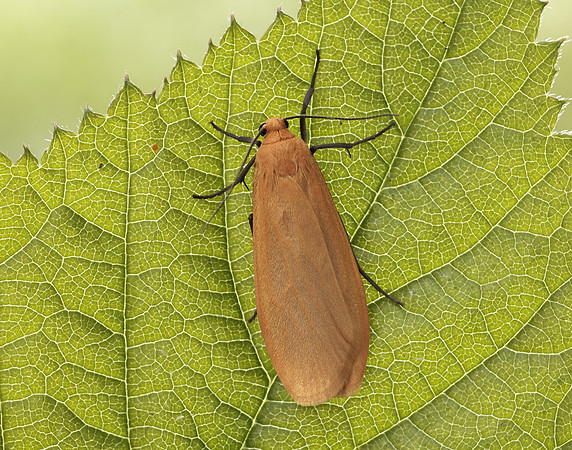 72.049 BF2043 Orange Footman Eilema sororcula