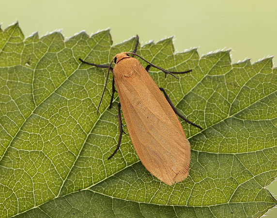 72.049 BF2043 Orange Footman Eilema sororcula