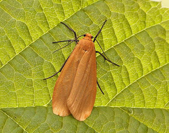 72.049 BF2043 Orange Footman Eilema sororcula