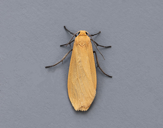 72.049 BF2043 Orange Footman Eilema sororcula