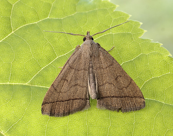 72.053 BF2489 Fan-foot Herminia tarsipennalis