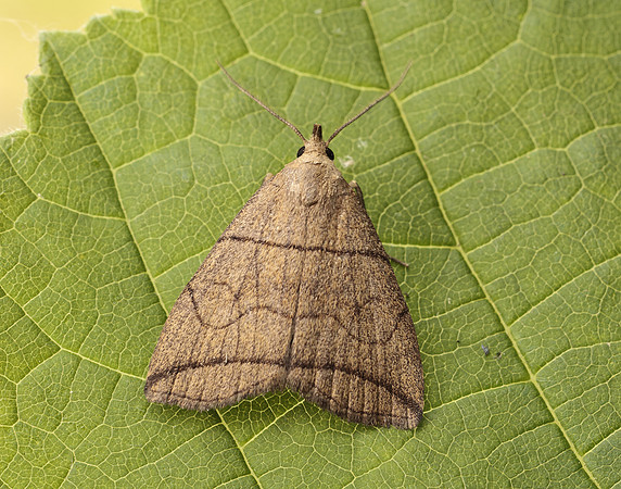 72.055 BF2492 Small Fan-foot Herminia grisealis