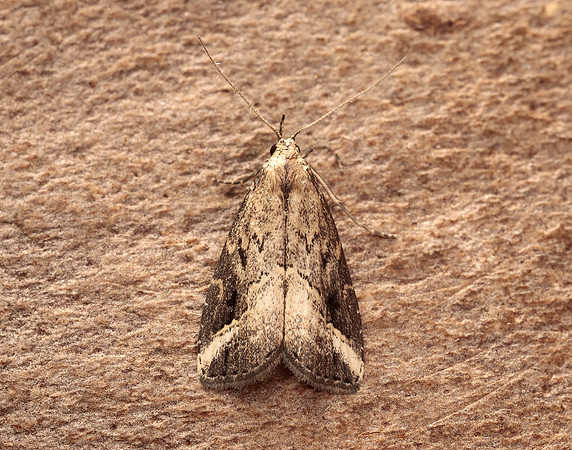 72.061 BF2484 Pinion-streaked Snout Schrankia costaestrigalis