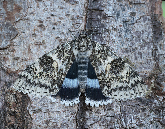 72.076 BF2451 Clifden Nonpareil Catacola fraxini