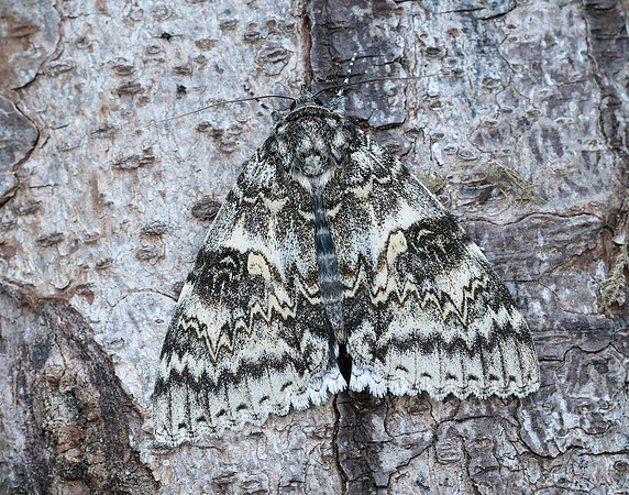 72.076 BF2451 Clifden Nonpareil Catacola fraxini