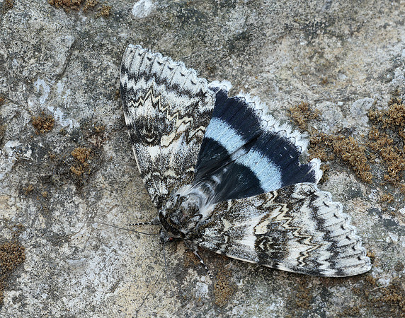 72.076 BF2451 Clifden Nonpareil Catacola fraxini