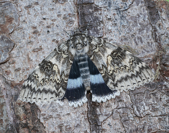 72.076 BF2451 Clifden Nonpareil Catacola fraxini