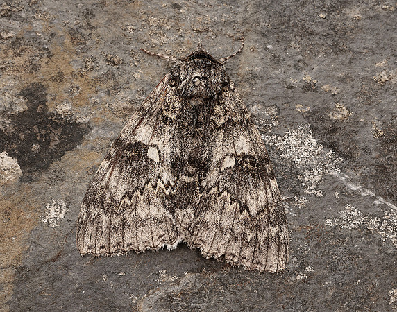 72.076 BF2451 Clifden Nonpareil Catacola fraxini