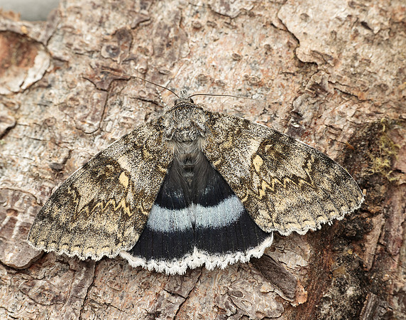 72.076 BF2451 Clifden Nonpareil Catacola fraxini