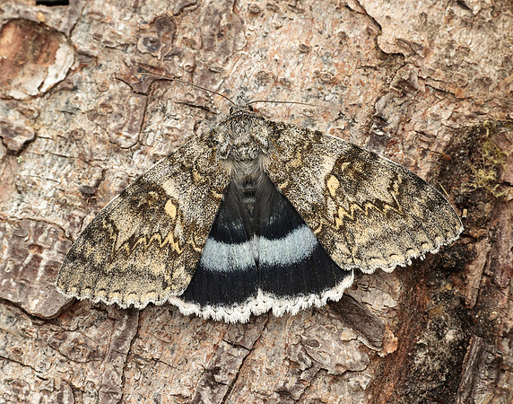 72.076 BF2451 Clifden Nonpareil Catacola fraxini