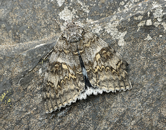 72.076 BF2451 Clifden Nonpareil Catacola fraxini
