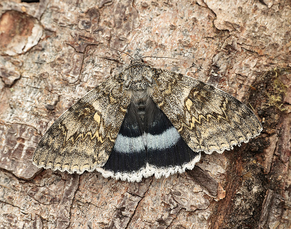 72.076 BF2451 Clifden Nonpareil Catacola fraxini